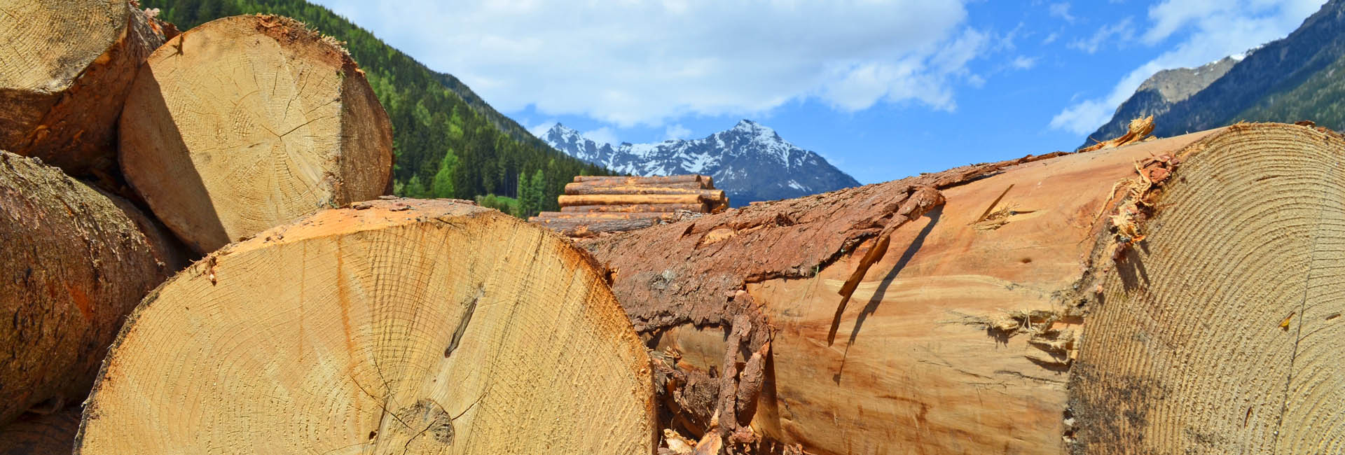 Rohstoff Holz aus der Region